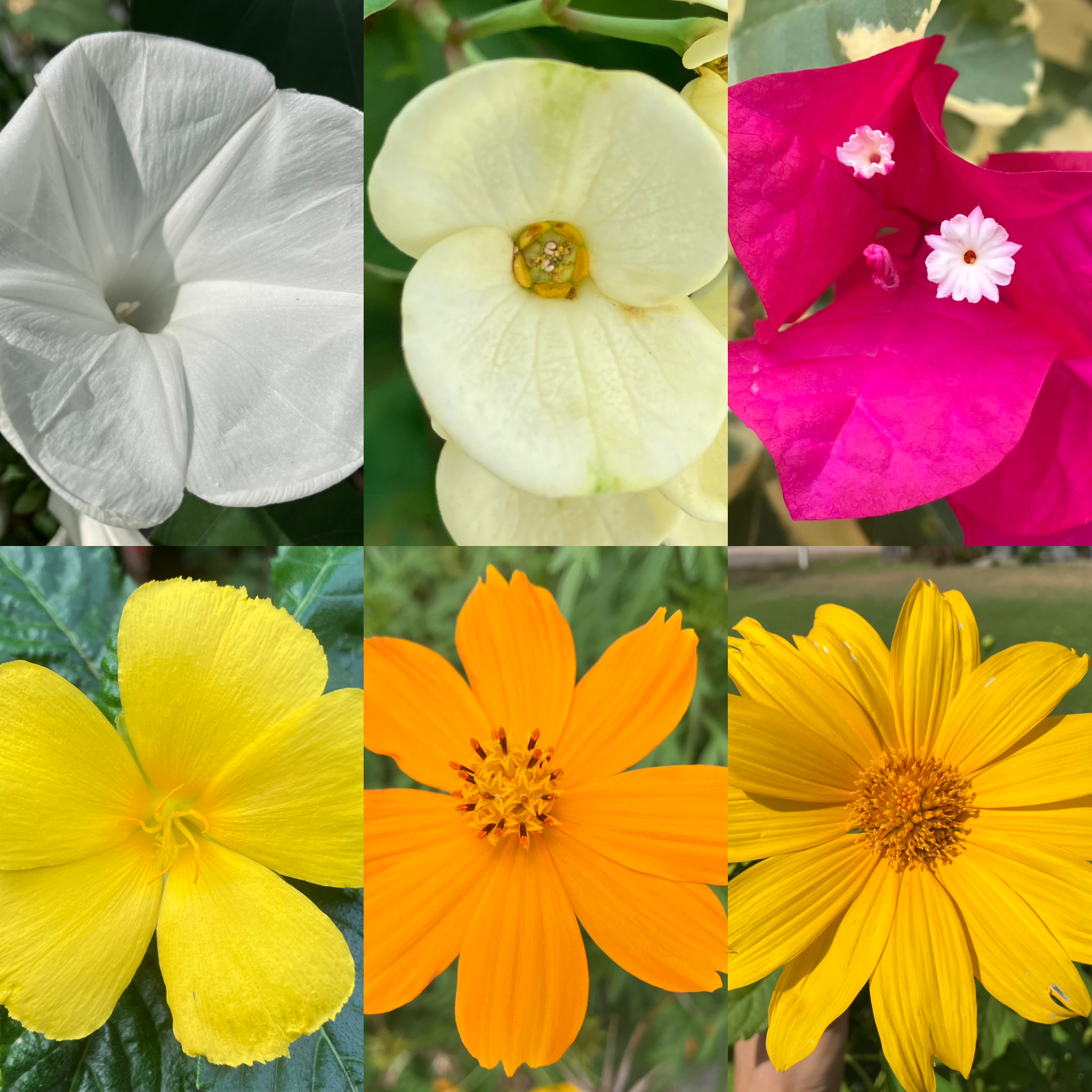 セントルチア 不死鳥花